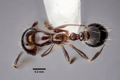Monomorium minimum — queen photo 32