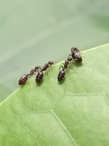 Monomorium minimum photo 33