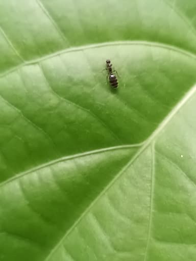 Monomorium minimum photo 34
