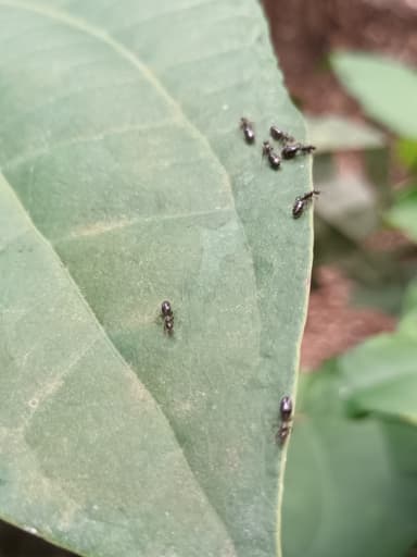Monomorium minimum photo 35