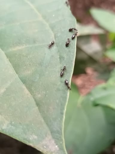 Monomorium minimum photo 36