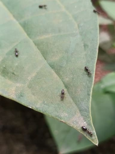 Monomorium minimum photo 37