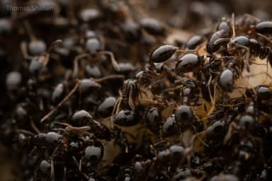 Monomorium minimum photo 38
