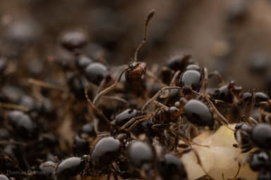 Monomorium minimum photo 39