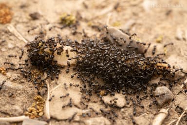 Monomorium minimum photo 40