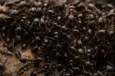 Monomorium minimum photo 41