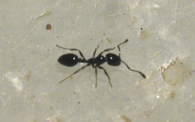 Monomorium minimum photo 43