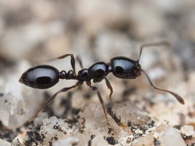 Monomorium minimum photo 44