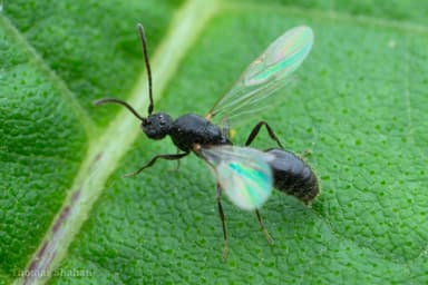 Monomorium minimum photo 45