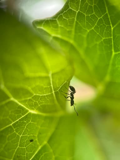 Monomorium minimum photo 46