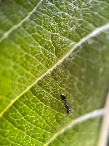 Monomorium minimum photo 47