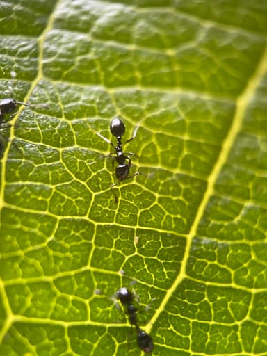 Monomorium minimum photo 49