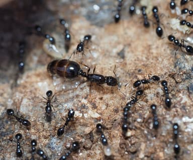 Monomorium minimum photo 50