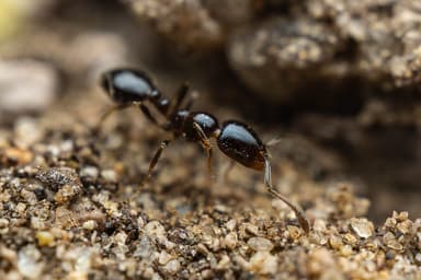Monomorium minimum photo 51