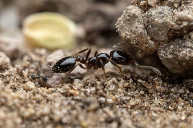 Monomorium minimum photo 52