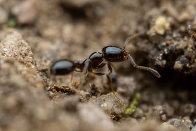 Monomorium minimum photo 53