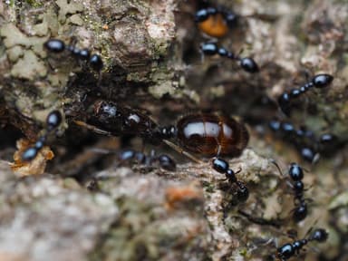 Monomorium minimum photo 54