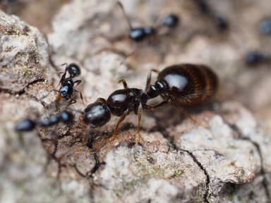 Monomorium minimum photo 55