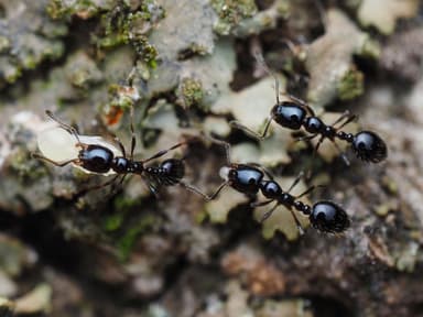 Monomorium minimum photo 56