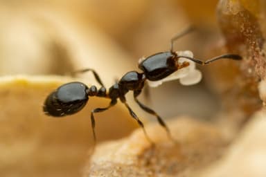 Monomorium minimum photo 57