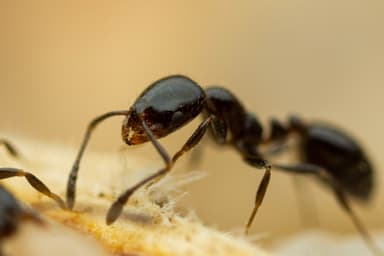 Monomorium minimum photo 58