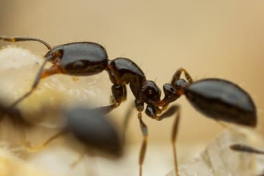 Monomorium minimum photo 59