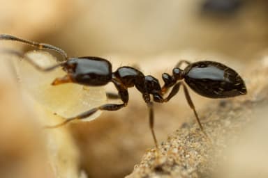 Monomorium minimum photo 60