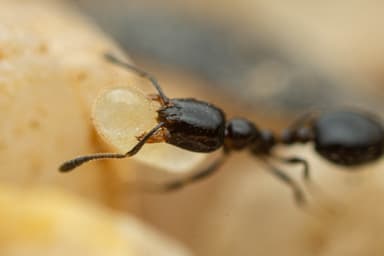 Monomorium minimum photo 61