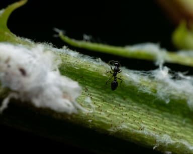 Monomorium minimum photo 62