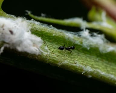 Monomorium minimum photo 63