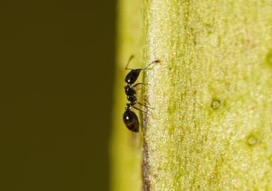 Monomorium minimum photo 64