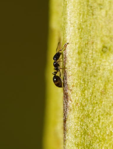Monomorium minimum photo 65