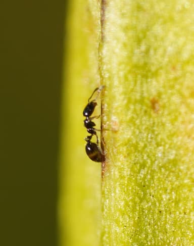 Monomorium minimum photo 66