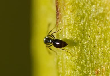 Monomorium minimum photo 67