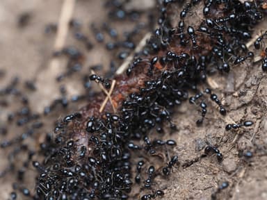 Monomorium minimum photo 68