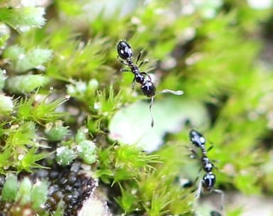 Monomorium minimum photo 69