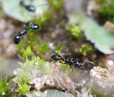 Monomorium minimum photo 70