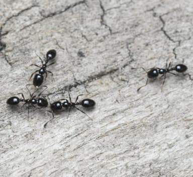 Monomorium minimum photo 71