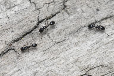 Monomorium minimum photo 72