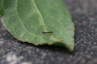 Monomorium minimum photo 73