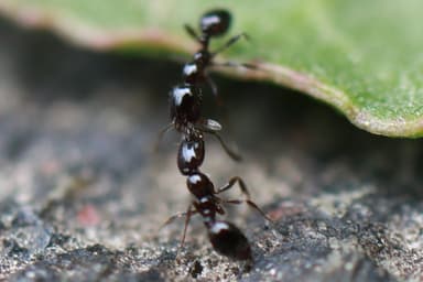 Monomorium minimum photo 74