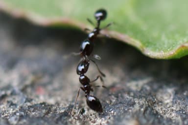 Monomorium minimum photo 75