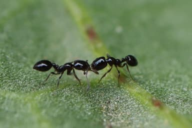 Monomorium minimum photo 76