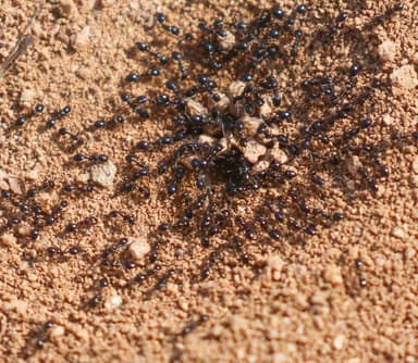 Monomorium minimum photo 77