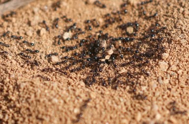 Monomorium minimum photo 78