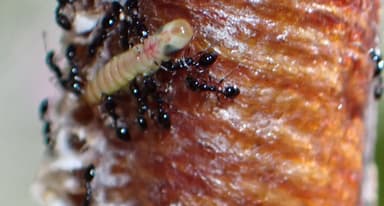 Monomorium minimum photo 79
