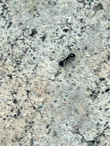 Monomorium minimum photo 80