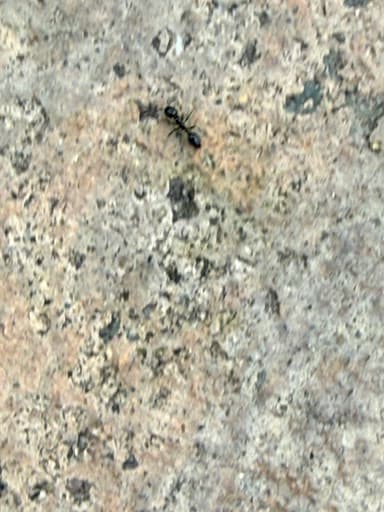 Monomorium minimum photo 81