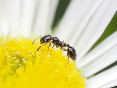 Monomorium minimum photo 82