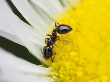 Monomorium minimum photo 83